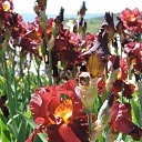  , , 60  -  16  2016    ,,18.05.16.