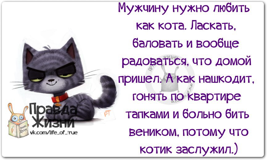 Мужиков надо любить. Афоризмы про котов смешные. Мужика надо любить как кота. Про кота высказывания смешные. Цитата про кота прикольная.