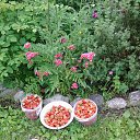 ���� ����, ������������ - ��������� 3 ���� 2016 � ������ ���� ����������