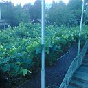 ���� Makaterine, �������, 54 ���� - ��������� 17 ���� 2016 � ������ �odabade�