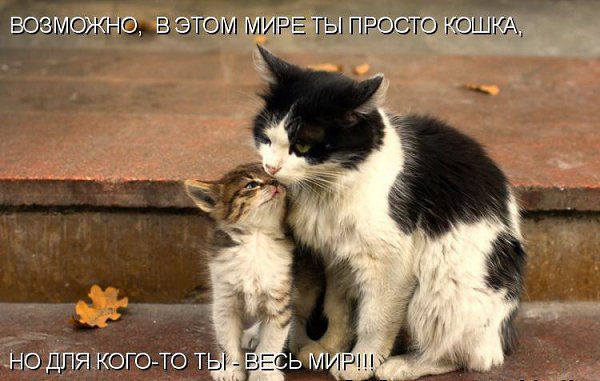 Без кота и жизнь не та - 30 марта 2016 в 22:04