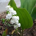 ���� �������, ������, 71 ��� - ��������� 29 ��� 2016 � ������ �������-��������