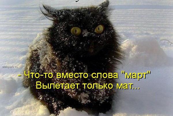 Без кота и жизнь не та - 11 марта 2016 в 01:30