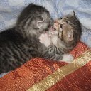 ���� E����, �����-���������, 57 ��� - ��������� 4 ������� 2016 � ������ ������ ��������