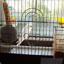 ���� ������, �����, 44 ���� - ��������� 3 ���� 2016 � ������ ���� ����������