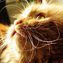 ���� ������, ��������� - ��������� 21 ��� 2016 � ������ ���� ����������