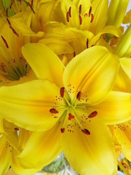 Цитата дня. ...чистая лилия так безоружна, И, кроме любви, ничего ей не нужно. Вильям Блейк