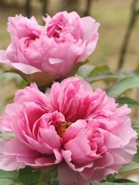 ...����� ��� ����� �������� ��� � ������� - 4