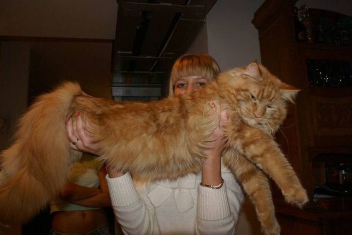    .- (Maine Coon)    ,    ... - 4