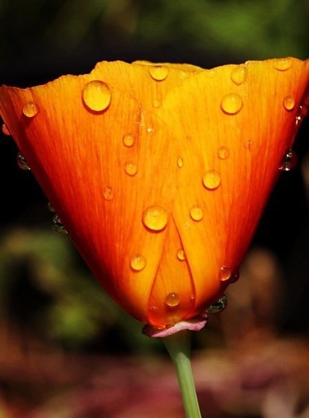 Stella - 23  2016  19:45 - 4