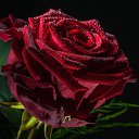 ���� ���������, ������-��-����, 55 ��� - ��������� 21 ���� 2016 � ������ ���� ����������