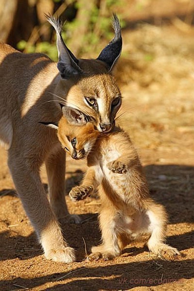  (Caracal caracal),       .    ... - 5