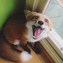 ���� ����������, �����, 34 ���� - ��������� 11 ���� 2016 � ������ ���� ����������