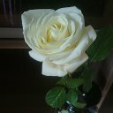 ���� Nathalie, �����-����� - ��������� 15 ����� 2016 � ������ ������ ��������