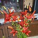 ���� ��������, �����, 65 ��� - ��������� 1 ���� 2016 � ������ ������ ��������