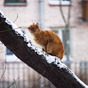 ���� �������, �����-���������, 55 ��� - ��������� 3 ������� 2016 � ������ ��������