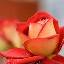 ���� ����, ��������� - ��������� 17 ������� 2016 � ������ ������ ��������