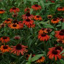 ���� Feliks, ������, 61 ��� - ��������� 26 ���� 2016 � ������ ���� ����������