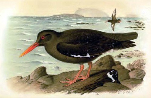   (Canarian Oystercatcher),      1994 .   ...