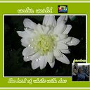 ���� Jana, ������, 68 ��� - ��������� 11 ����� 2016 � ������ ������ ��������