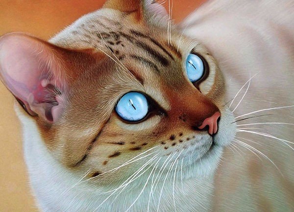 Без кота и жизнь не та - 18 марта 2016 в 20:06