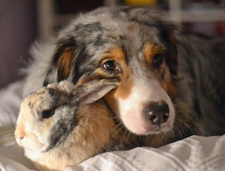 В мире животных - 31 марта 2016 в 06:07