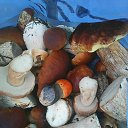 ���� �������, ������ ��������, 43 ���� - ��������� 10 ���� 2016 � ������ ���� ����������