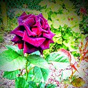 ���� ������, ������������ - ��������� 8 ������� 2016