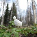 ���� ������, ������, 50 ��� - ��������� 5 ��� 2016 � ������ ���������