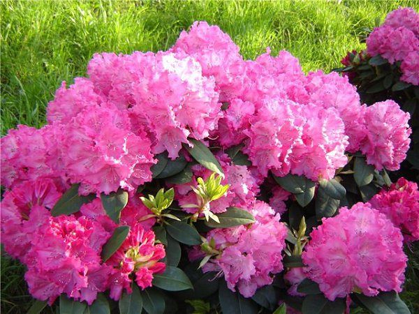 . (Rhododendron L)        ...