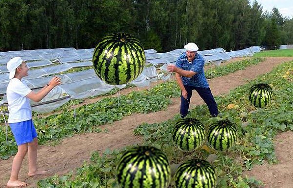 Каждый раз, покупая арбуз или дыню, стучу по ним. Честно говоря, фиг знает зачем, но люди вокруг ...
