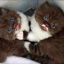 ���� �����, ��������, 73 ���� - ��������� 11 ����� 2016 � ������ ������ ��������