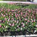 ���� �����, ����������, 55 ��� - ��������� 3 ������ 2016 � ������ �������� ���������� 2016�