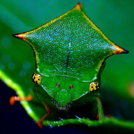Очень интересное насекомое, чей внешний вид поражает не только в стадии личинки, но и в стадии ...