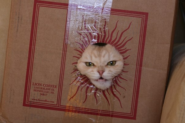 House of The Rising Sun