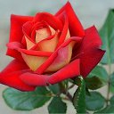 ���� �����, ��������, 53 ���� - ��������� 3 ������ 2016 � ������ ������ ��������