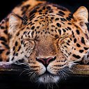 ���� Natalina, ��������, 50 ��� - ��������� 31 ��� 2016 � ������ ������ ��������