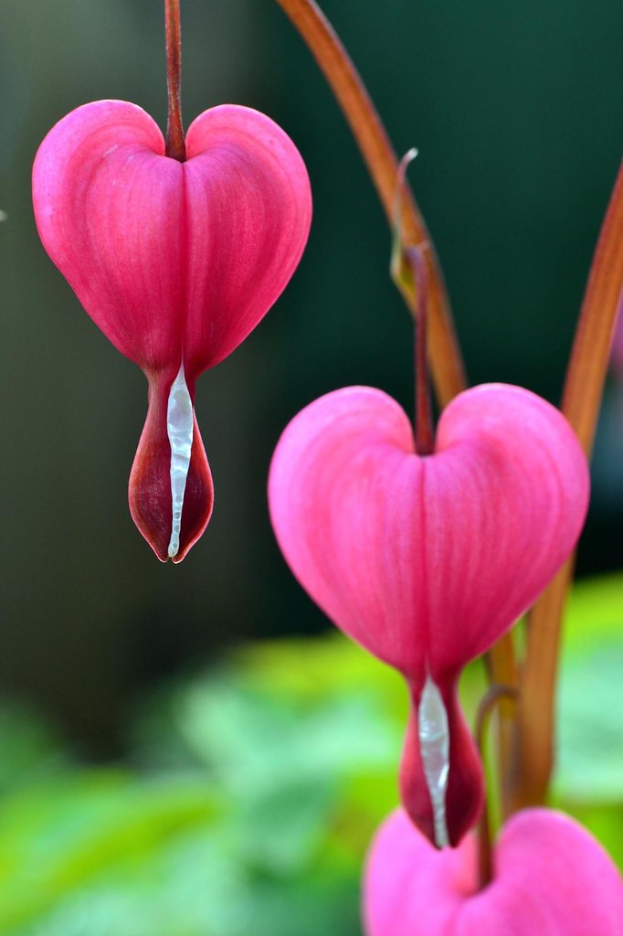 Сердце как цветок его. Сердце как цветок его. Цветы красивые необычные. Bleeding heart цветок перевод. Сердце как цветок его.