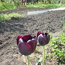 �������� ���� - ������ ������� � ��������� ������� �������� ��� �� ��������������� �� ������� ���� ����������