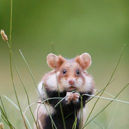 ���� V, ���� - ��������� 21 ���� 2016