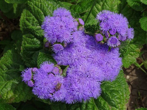 Агератум Гаустона, или Агератум мексиканский, или Долгоцветка. Подробней ...