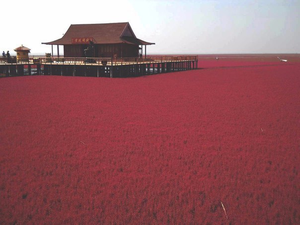Проект красный берег китай