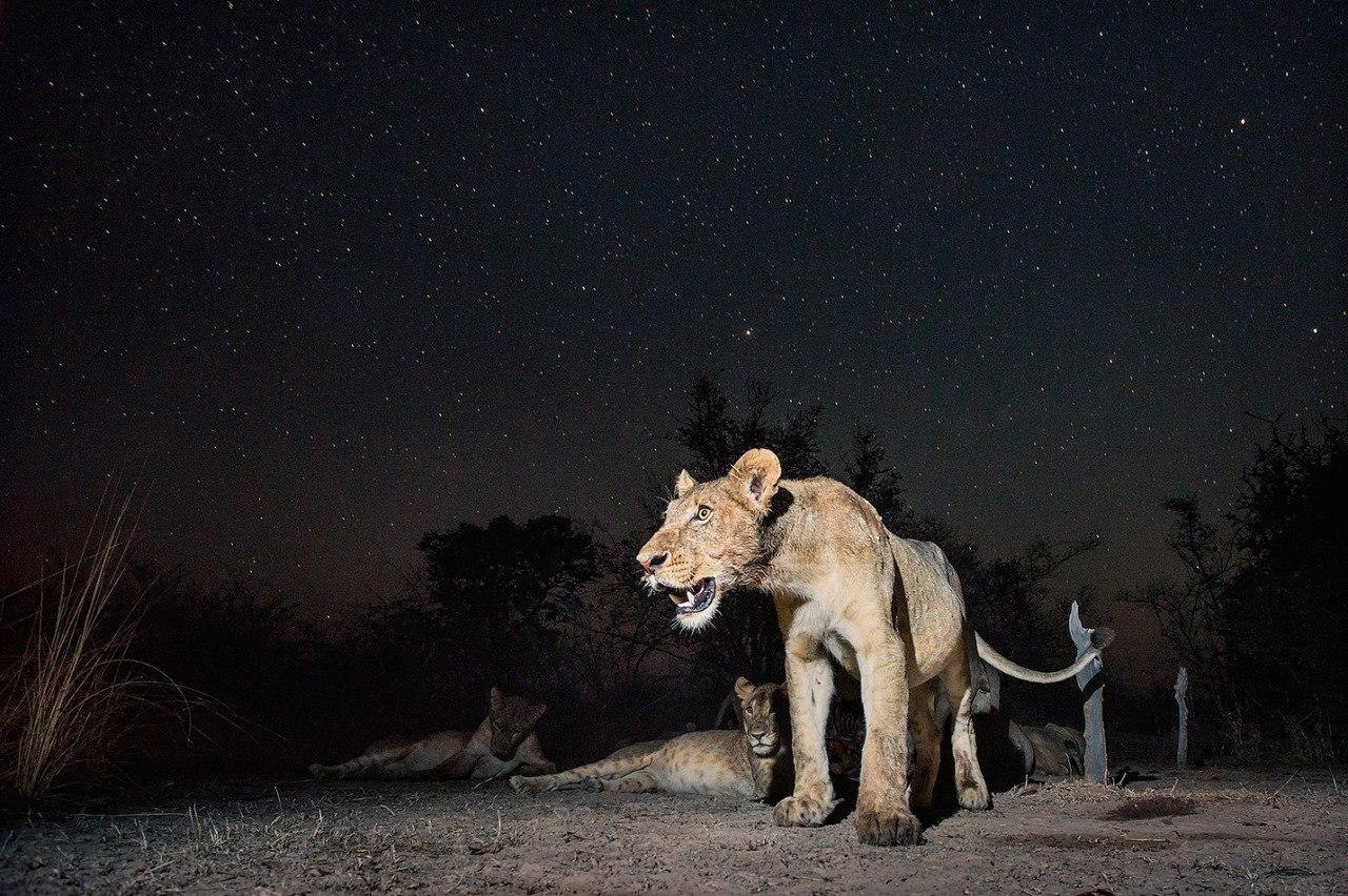 . Will Burrard Lucas - 5