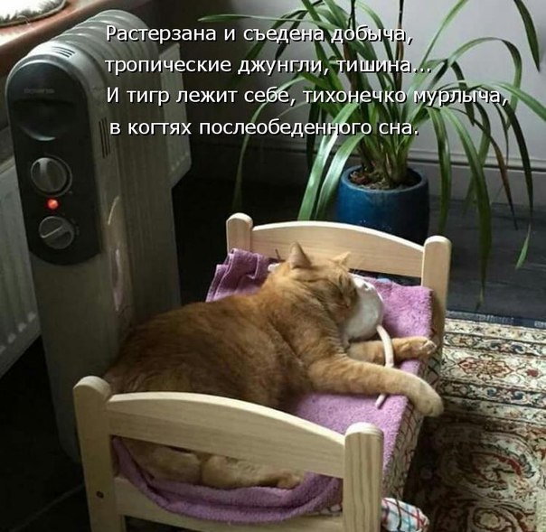 Без кота и жизнь не та - 25 марта 2016 в 13:34