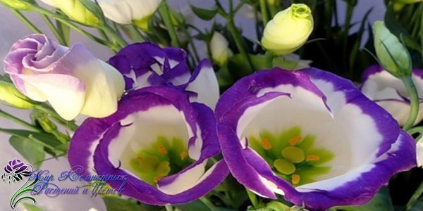  (). (Eustoma)   (Lisianthus) -    ... - 3