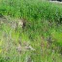 ���� ������, �������, 49 ��� - ��������� 28 ���� 2016 � ������ ���� ����������