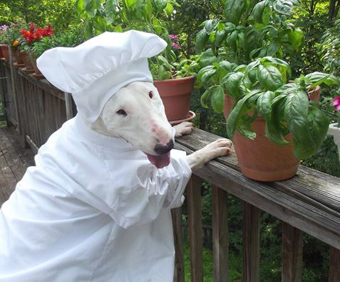 Английский бультерьер. - 7 июня 2016 в 12:31