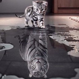 Geysar, �����