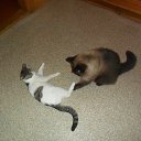 ���� �����, ����������, 41 ��� - ��������� 23 ���� 2016 � ������ ���� ����������