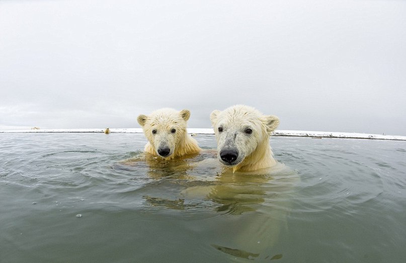    .  Steven Kazlowski    Arctic National ... - 2